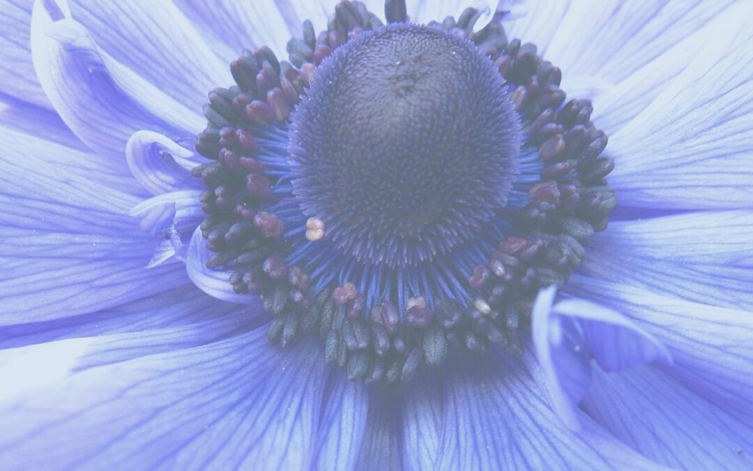 claire-roux-therapeute-shiatsu-et-therapie-breve-methodes-peat---villeneuve-les-bouloc-toulouse