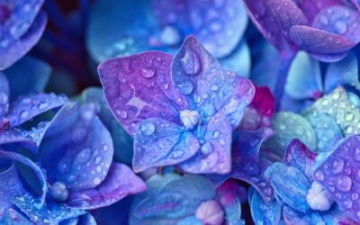 Le Shiatsu aide les femmes atteintes de sclérose en plaques (SEP), maladie auto-immune