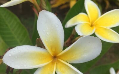 Le Shiatsu, pour prévenir la maladie …